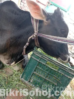 কুরবানীর গরু